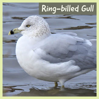 Ring-billed Gull